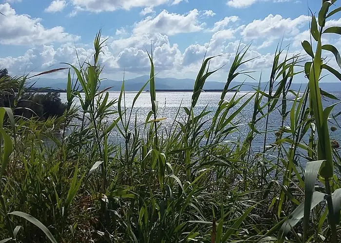 Sundeck * Δρυός